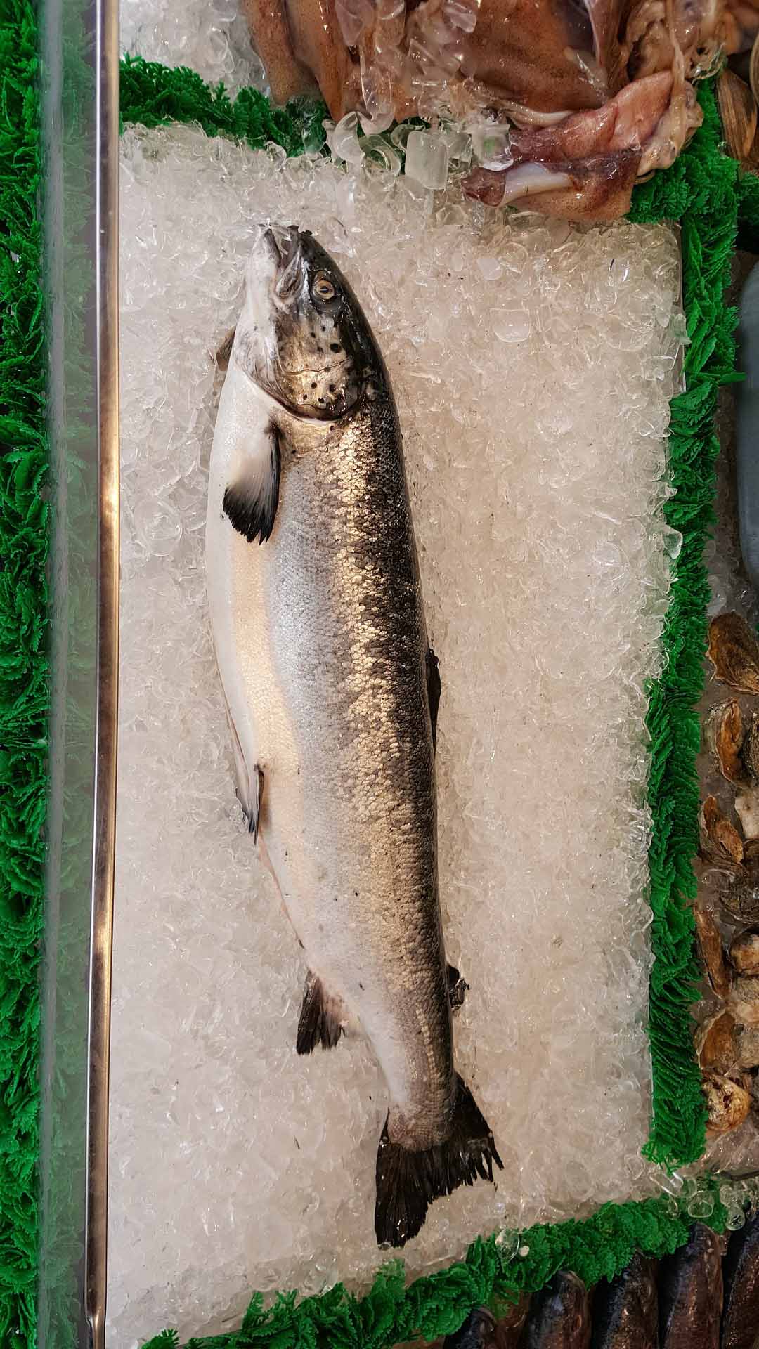 salmon-gf91a2b8cb_1920